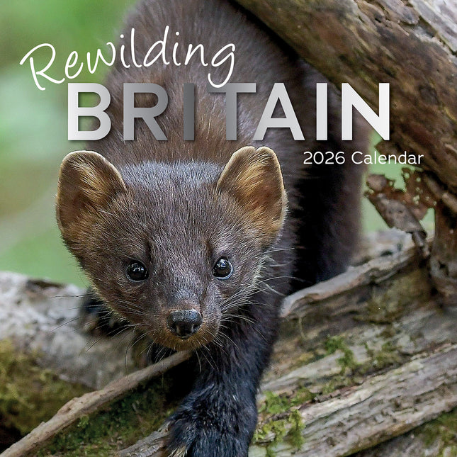 Rewilding Britain 2026 Square Wall Calendar 16 Month World & Travel Planner Gift