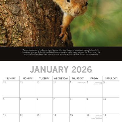 Rewilding Britain 2026 Square Wall Calendar 16 Month World & Travel Planner Gift