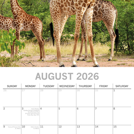 Safari - 2026 Square Wall Calendar 16 Months World & Travel Premium Planner Gift