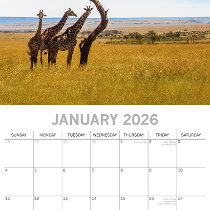 Safari - 2026 Square Wall Calendar 16 Months World & Travel Premium Planner Gift