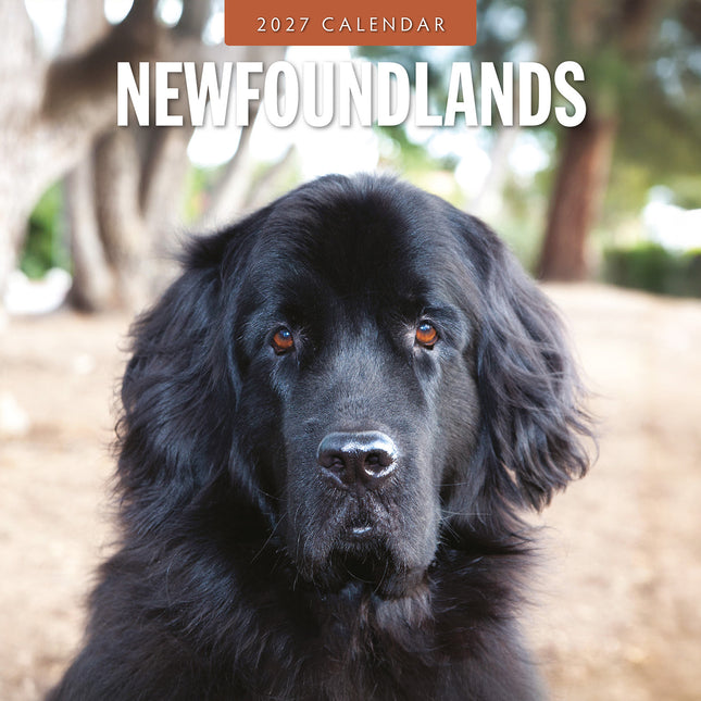 Newfoundlands 2027 square wall calendar - front cover
