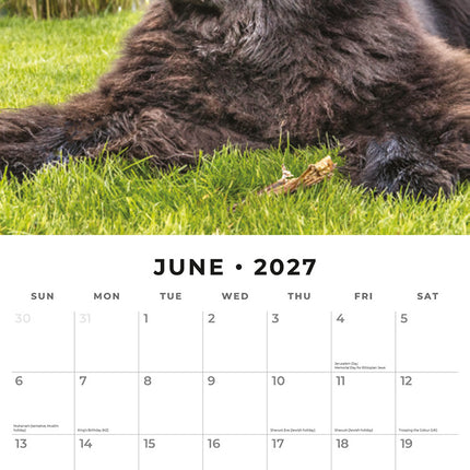 Newfoundlands 2027 square wall calendar - monthly calendar spread