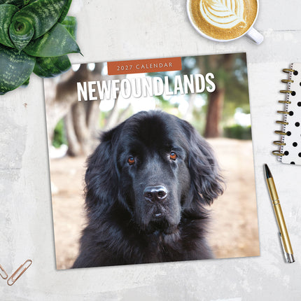 Newfoundlands 2027 square wall calendar - image detail