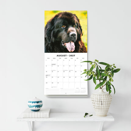 Newfoundlands 2027 square wall calendar - wall display