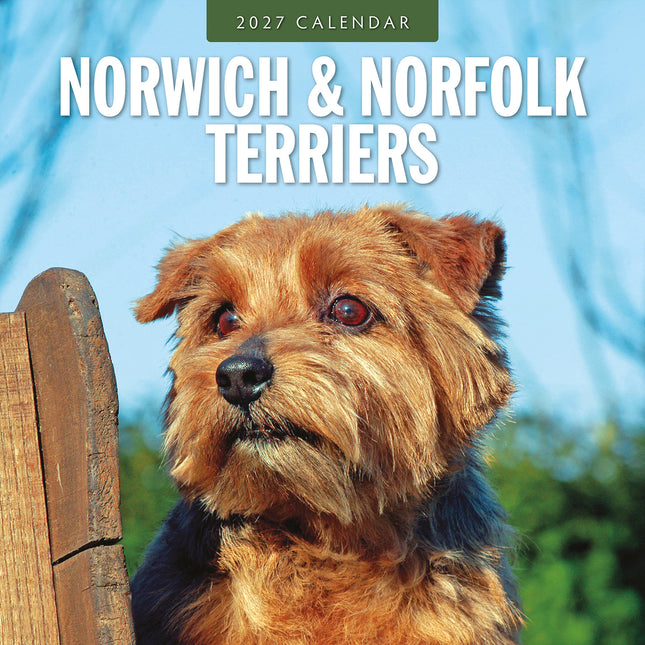 Norwich & Norfolk Terriers 2027 square wall calendar - front cover