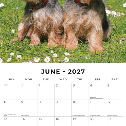 Norwich & Norfolk Terriers 2027 square wall calendar - monthly calendar spread