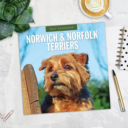 Norwich & Norfolk Terriers 2027 square wall calendar - image detail