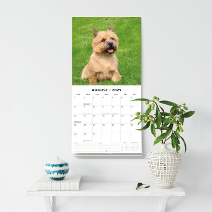 Norwich & Norfolk Terriers 2027 square wall calendar - wall display