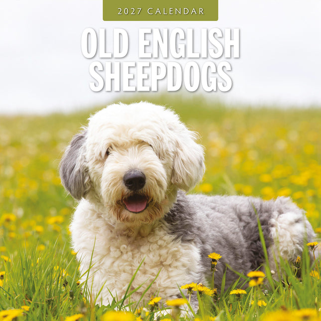 Old English Sheepdogs 2027 square wall calendar - front cover