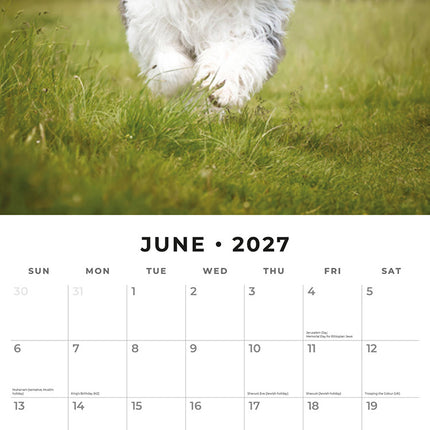 Old English Sheepdogs 2027 square wall calendar - monthly calendar spread