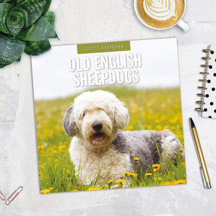 Old English Sheepdogs 2027 square wall calendar - image detail