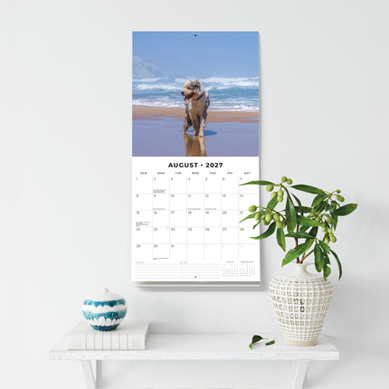 Old English Sheepdogs 2027 square wall calendar - wall display