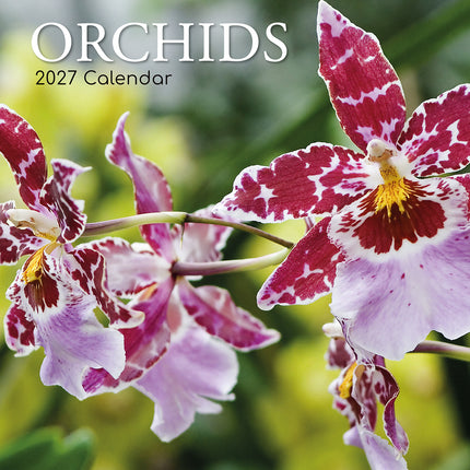 Orchids 2027 Premium Square Wall Calendar cover
