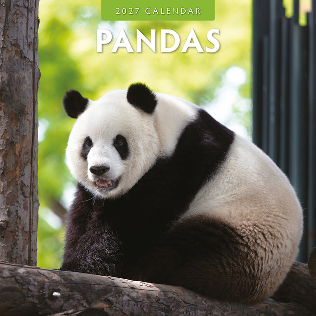 Pandas 2027 square wall calendar - front cover