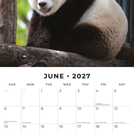 Pandas 2027 square wall calendar - monthly calendar spread