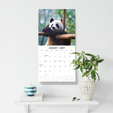 Pandas 2027 square wall calendar - wall display