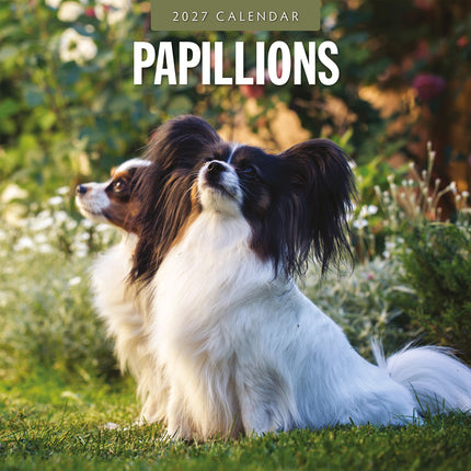 Papillons 2027 square wall calendar - front cover