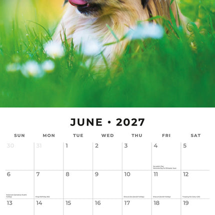 Pekingese 2027 square wall calendar - monthly calendar spread