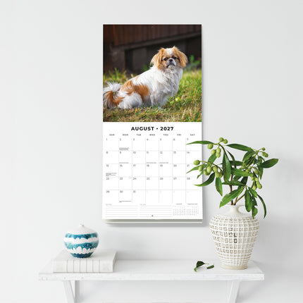 Pekingese 2027 square wall calendar - wall display