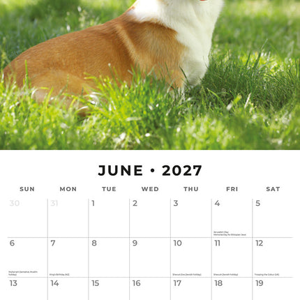 Pembroke Welsh Corgis 2027 square wall calendar - monthly calendar spread