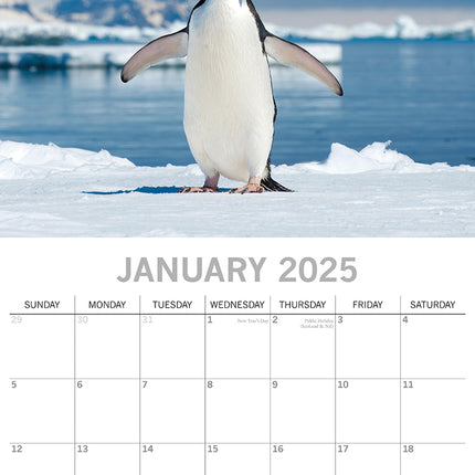 Penguins - 2025 Square Wall Calendar Pets Animals 16 Months Premium Planner Gift