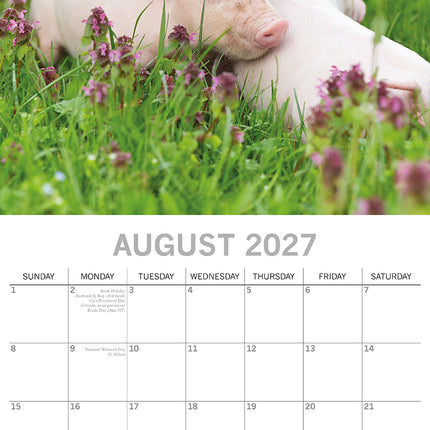 Piggies 2027 Premium Square Wall Calendar August sample page