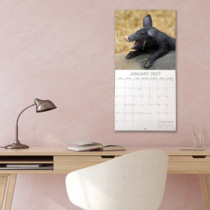Piggies 2027 Premium Square Wall Calendar lifestyle image