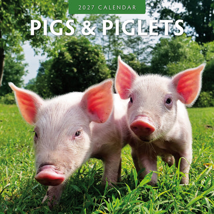 Pigs & Piglets 2027 square wall calendar - front cover