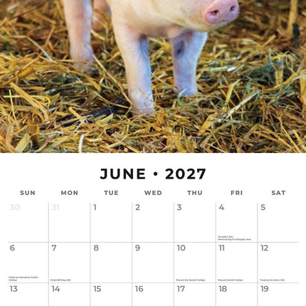 Pigs & Piglets 2027 square wall calendar - monthly calendar spread