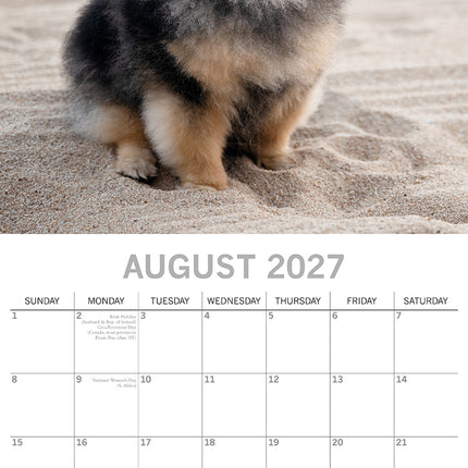 Pomeranians 2027 Premium Square Wall Calendar August sample page