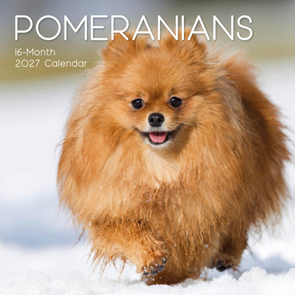 Pomeranians 2027 Premium Square Wall Calendar cover