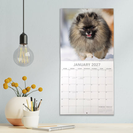 Pomeranians 2027 Premium Square Wall Calendar lifestyle image