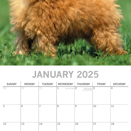 Poodles - 2025 Square Wall Calendar Dogs Pets Animals 16 Months Premium Planner