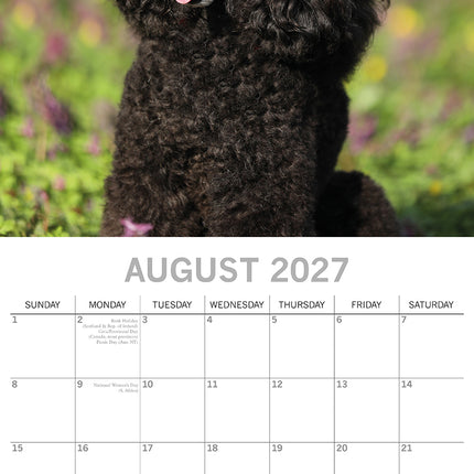 Toy & Miniature Poodles 2027 Premium Square Wall Calendar August sample page