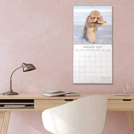 Toy & Miniature Poodles 2027 Premium Square Wall Calendar lifestyle image