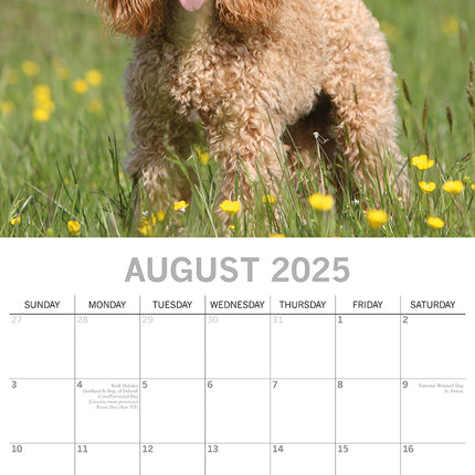 Poodles - 2025 Square Wall Calendar Dogs Pets Animals 16 Months Premium Planner