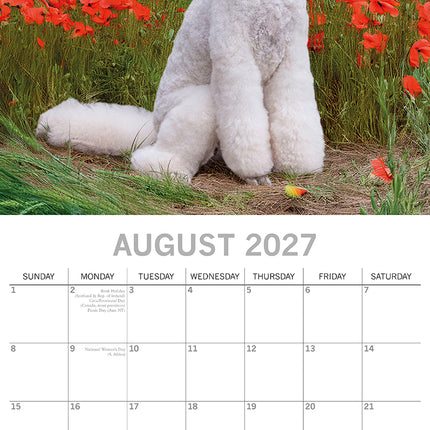 Poodles 2027 Premium Square Wall Calendar August sample page