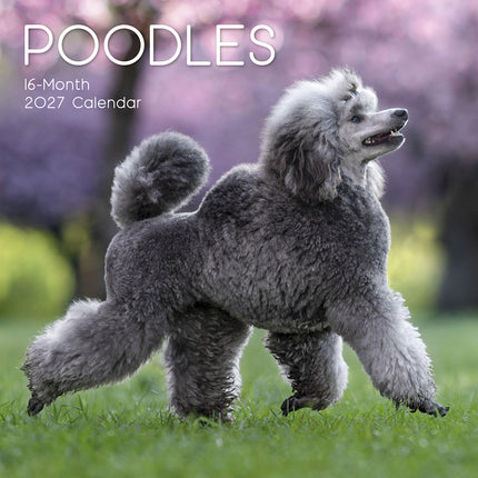 Poodles 2027 Premium Square Wall Calendar cover