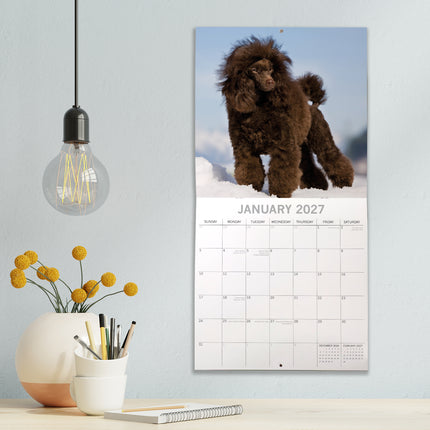 Poodles 2027 Premium Square Wall Calendar lifestyle image