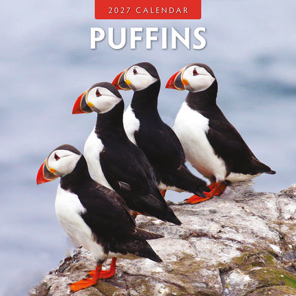 Puffins 2027 square wall calendar - front cover