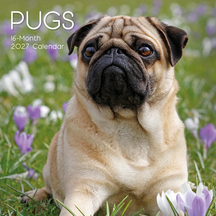 Pugs 2027 Premium Square Wall Calendar cover