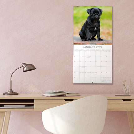 Pugs 2027 Premium Square Wall Calendar lifestyle image