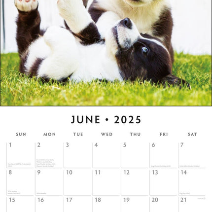 Adorable Dogs - 2025 Square Wall Calendar Animals 16 Months Premium Planner Gift