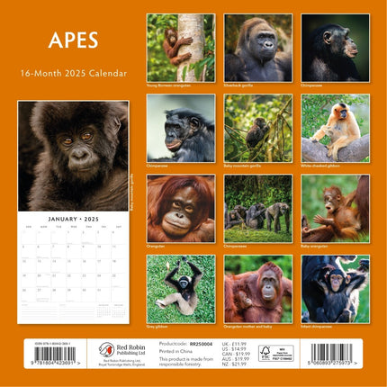 Apes - 2025 Square Wall Calendar Animals 16 Months Premium Planner New Year Gift