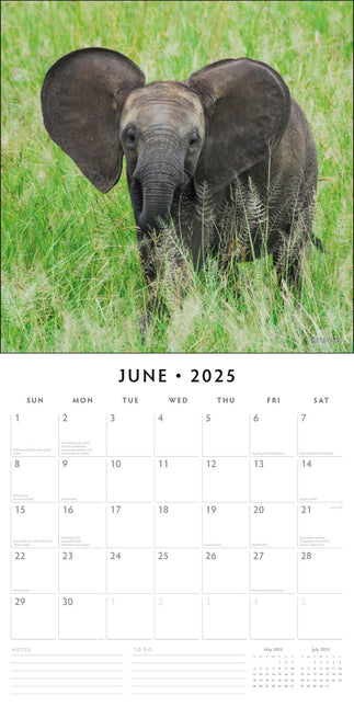 Baby Animals - 2025 Square Wall Calendar Animals 16 Months Premium Planner Gift