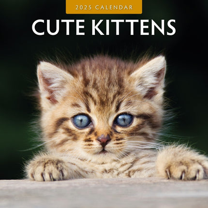 Cute Kittens - 2025 Square Wall Calendar Animals 16 Months Premium Planner Gift