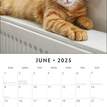 Cute Kittens - 2025 Square Wall Calendar Animals 16 Months Premium Planner Gift