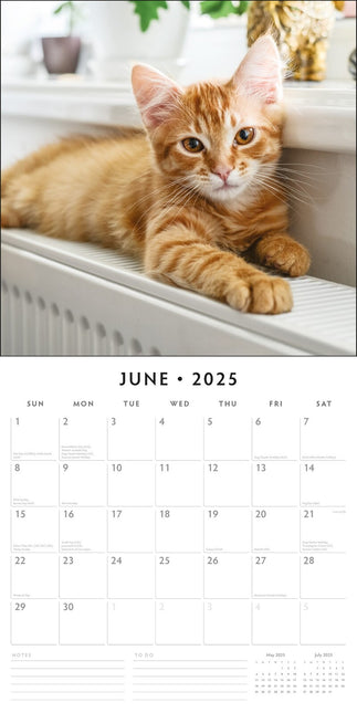 Cute Kittens - 2025 Square Wall Calendar Animals 16 Months Premium Planner Gift