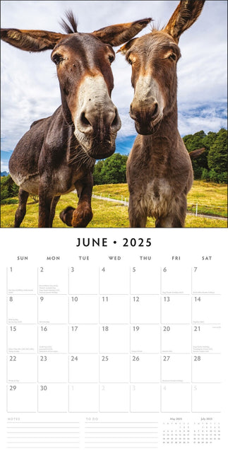 Donkeys 2025 Square Wall Calendar Animals 16 Month Premium New Year Planner Gift