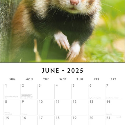 Hamsters聽 - 2025 Square Wall Calendar Animals 16 Months Premium New Year Planner